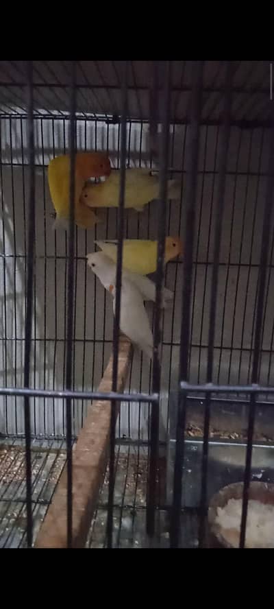 LOVE BIRDS PATHAY FOR SALE