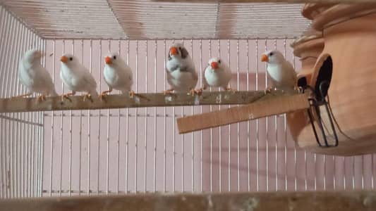 zebra finch ki ek female available 600 final hai bro white hai
