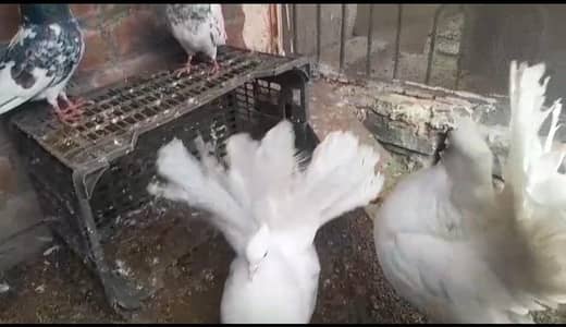 fancy lake pair pure