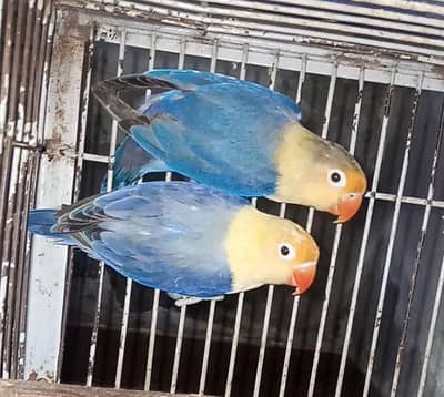 mix lovebird