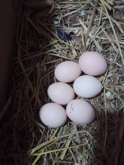 ma bap ki pic lgi hui ha