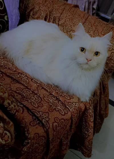 Persian cat