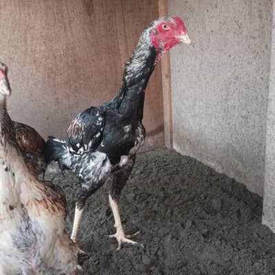 Shamo pair | o shamo trio | German | aseel shamo