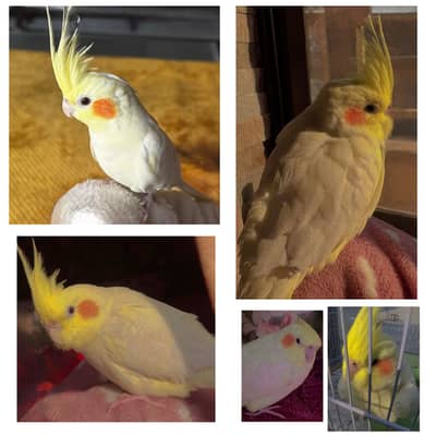 Handtamed Lutino cockatiel