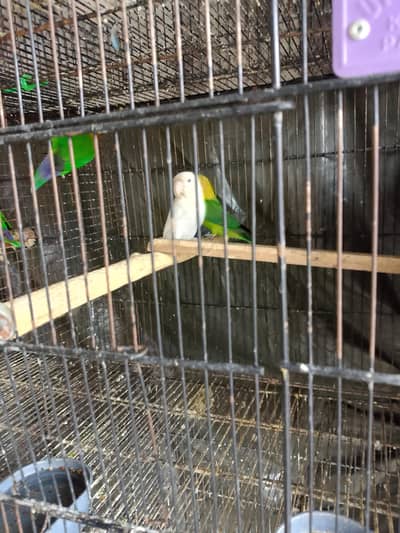lovebirds for urgent sale.