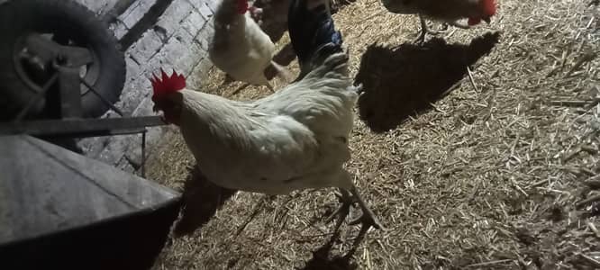 Dasi murga golden misri