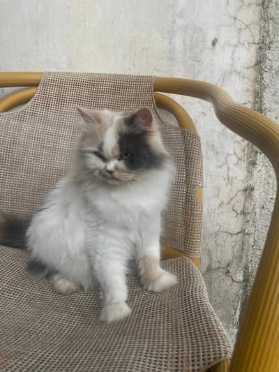 Persian cat white