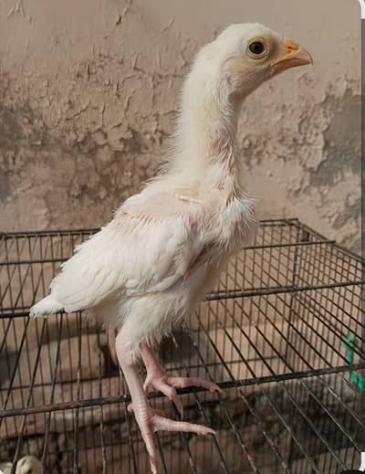 white heera aseel chicks for sale