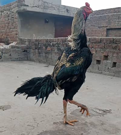 o3o9456o932 1 Thai cross male 1 slate Madi cross shamo