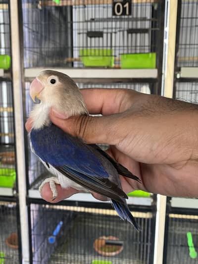 Lovebirds available for sale
