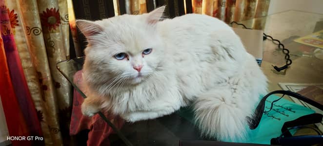 Blue eyed cat for sale