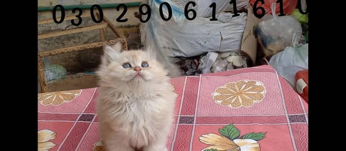 Pure pershion more than triple coated kittens pair available