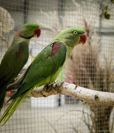 raw parrot pair for sale