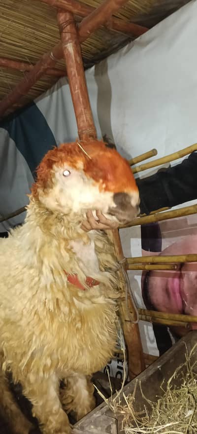 mundra chatra goat sheep