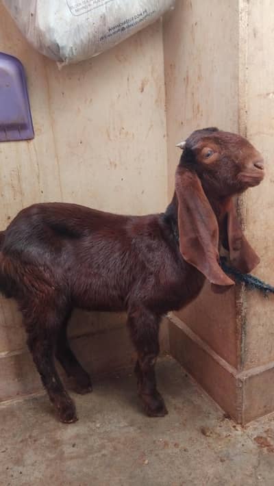 Beetal Goat | Call for price -03122794006