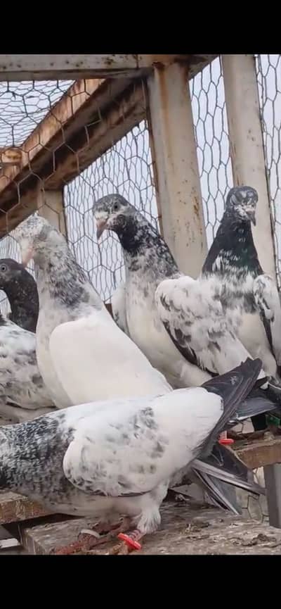 ghar k joro waly pathiya pathy