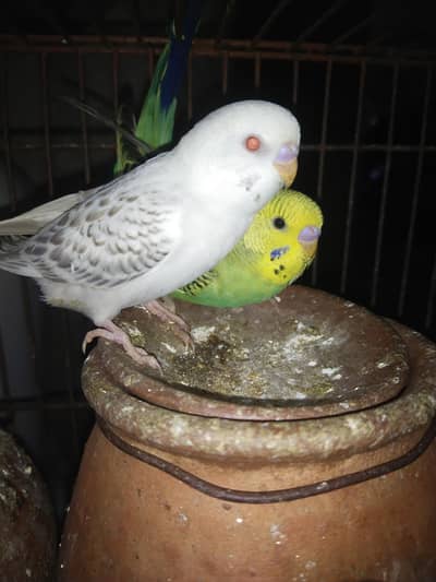 Fellow red & black eye split hogo