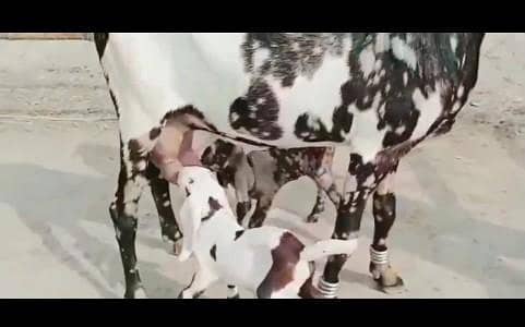 desi Nagari bakri do bacchon wali for sale WhatsApp on 0324,3941,421