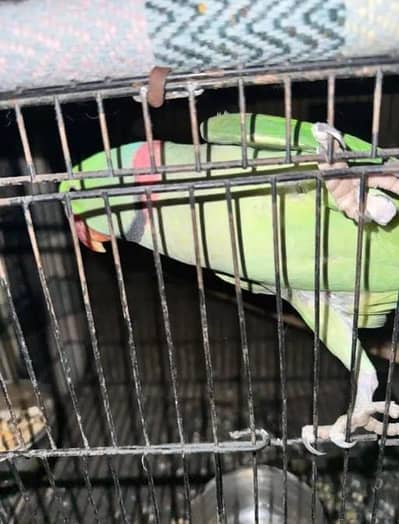 Raw parrot tame for sale