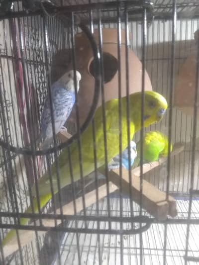 black face under size budgie pairs and black face budgie