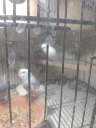 budgies black face split for sale