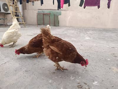 loman brown egg laying hen for sale