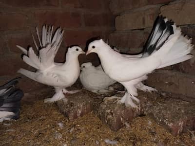 four syel fresh pice