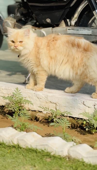 Guarantee nasli honay ki