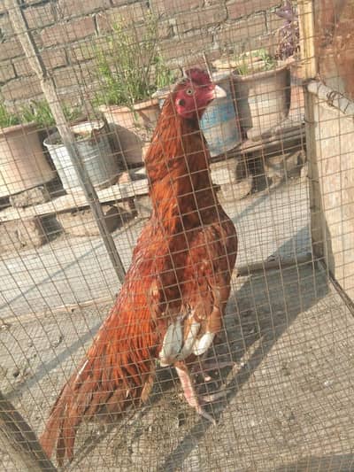 Aseel murga for sale