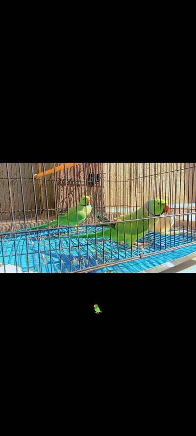 Green parrot ringneck