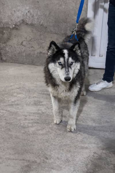 Siberian Husky Male Dog