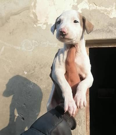 bully gultair female puppy for sale