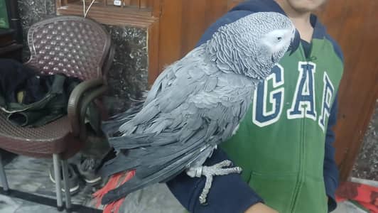 WhatsApp 03340802754