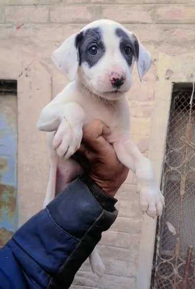 bully gultair female puppy for sale