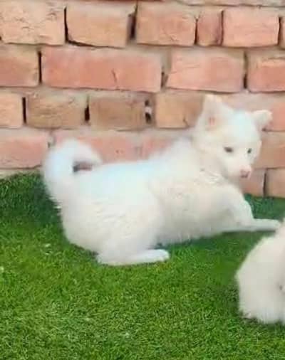 Russian puppy dog for sale my WhatsApp number03280797078