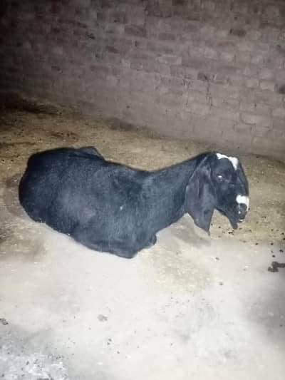 bakri black