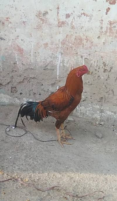 2 pathe hi for sel aik jawa or peela