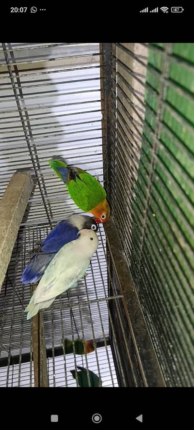 Breeder Love Birds Pair