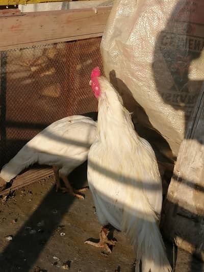 aseeel Hera pair forsale fresh pics attached