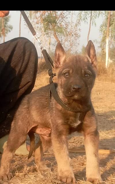 Alsatian bagiyadi full security dog male for sale