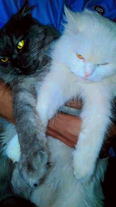 Persian cats urgent sale, pair Black & White