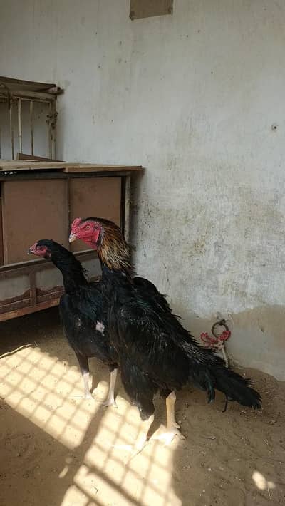 high quality O shamo