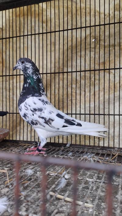 Nayab Breed Kabuter / Jisy is Nasal Ka Pata ha wo hi Rabta Kry