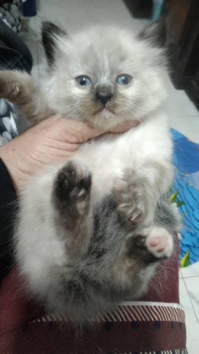 beautiful Persian kittens lahore