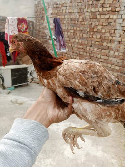 aseel murgi full active and beautiful