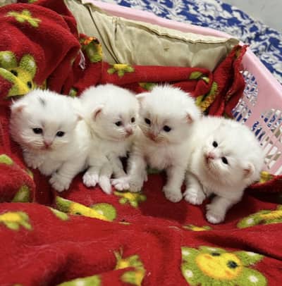 Persian Kittens Family Doll Face