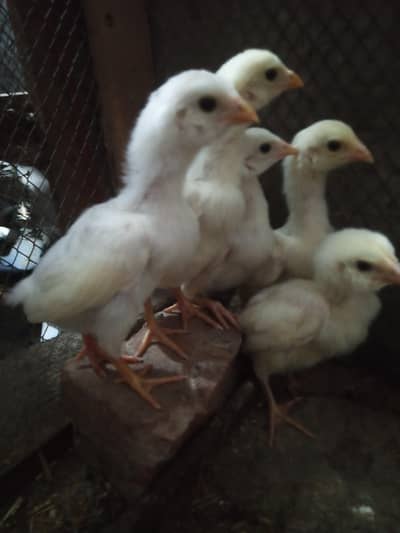 white chicks pure white active and healthy for sale