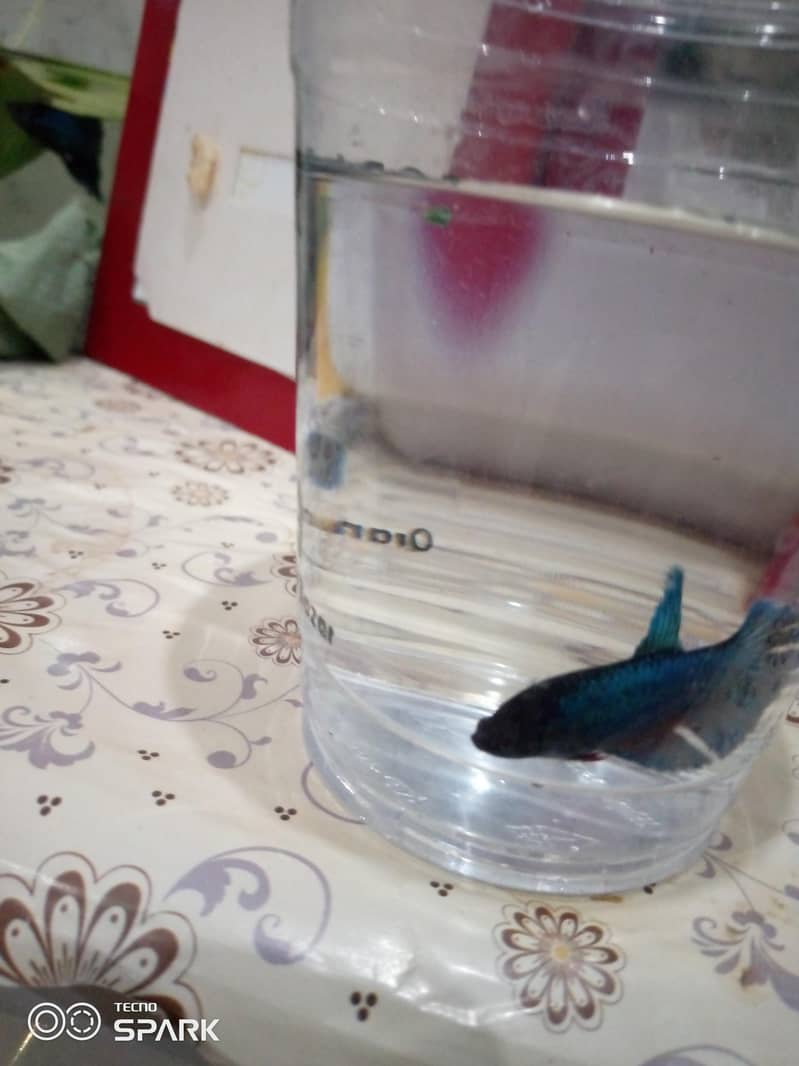 betta 0