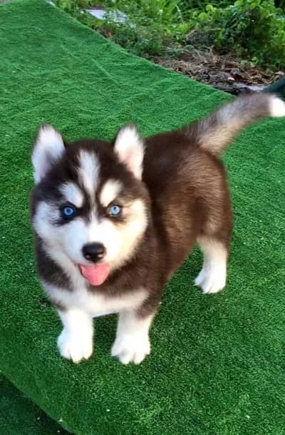 Siberian husky puppy