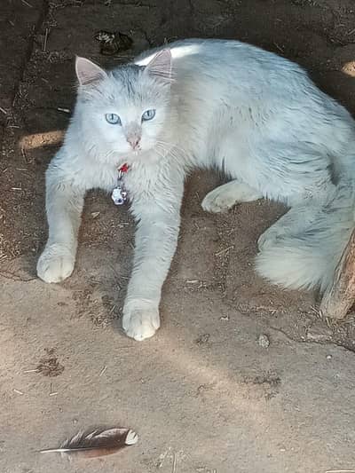 6white persian cat